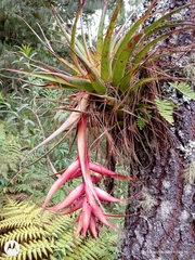 Tillandsia macrochlamys