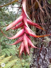 Tillandsia macrochlamys