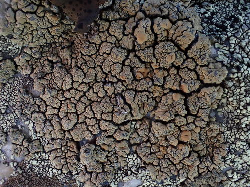 iNaturalist observation photo of Lecanora mellea