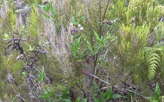 Pentas lanceolata