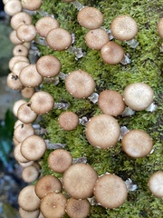 Lentinula raphanica
