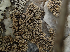 Lecanora mellea
