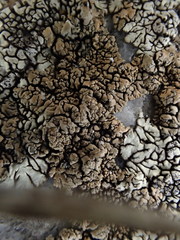 Lecanora mellea