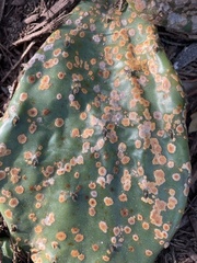 Phyllosticta concava