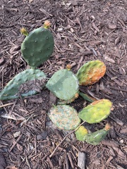 Phyllosticta concava