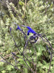 Salvia patens