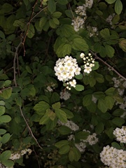 Physocarpus malvaceus