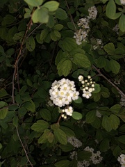 Physocarpus malvaceus