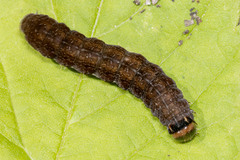 Euplexia benesimilis