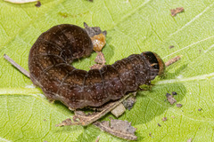Euplexia benesimilis