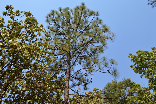Image of Pinus oocarpa by (c) Dante S. Figueroa, some rights reserved (CC BY-SA)