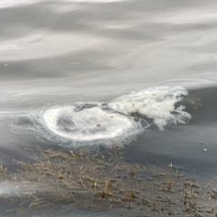 Phacellophora camtschatica