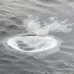 Phacellophora camtschatica