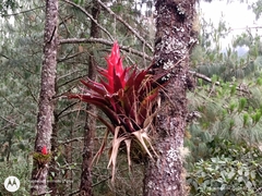 Tillandsia imperialis