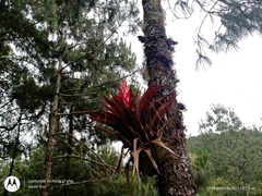 Tillandsia imperialis