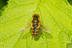 Parhelophilus obsoletus
