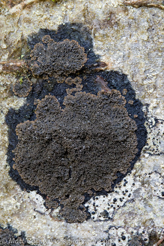 black-bordered shingle lichen