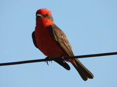 Pyrocephalus rubinus