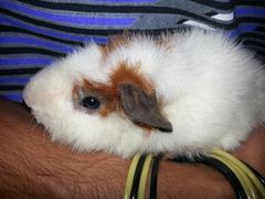 Cavia porcellus