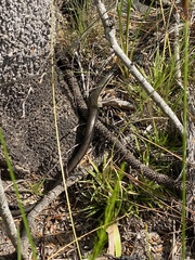 Ophisaurus ventralis image