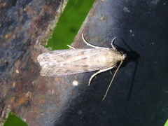 Cadra