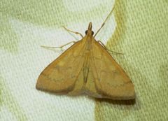 Mnesictena flavidalis