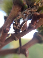 Enchenopa pachycornuta