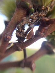 Enchenopa pachycornuta