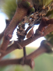 Enchenopa pachycornuta