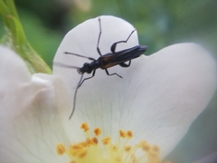 Oedemera pthysica