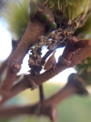 Enchenopa pachycornuta