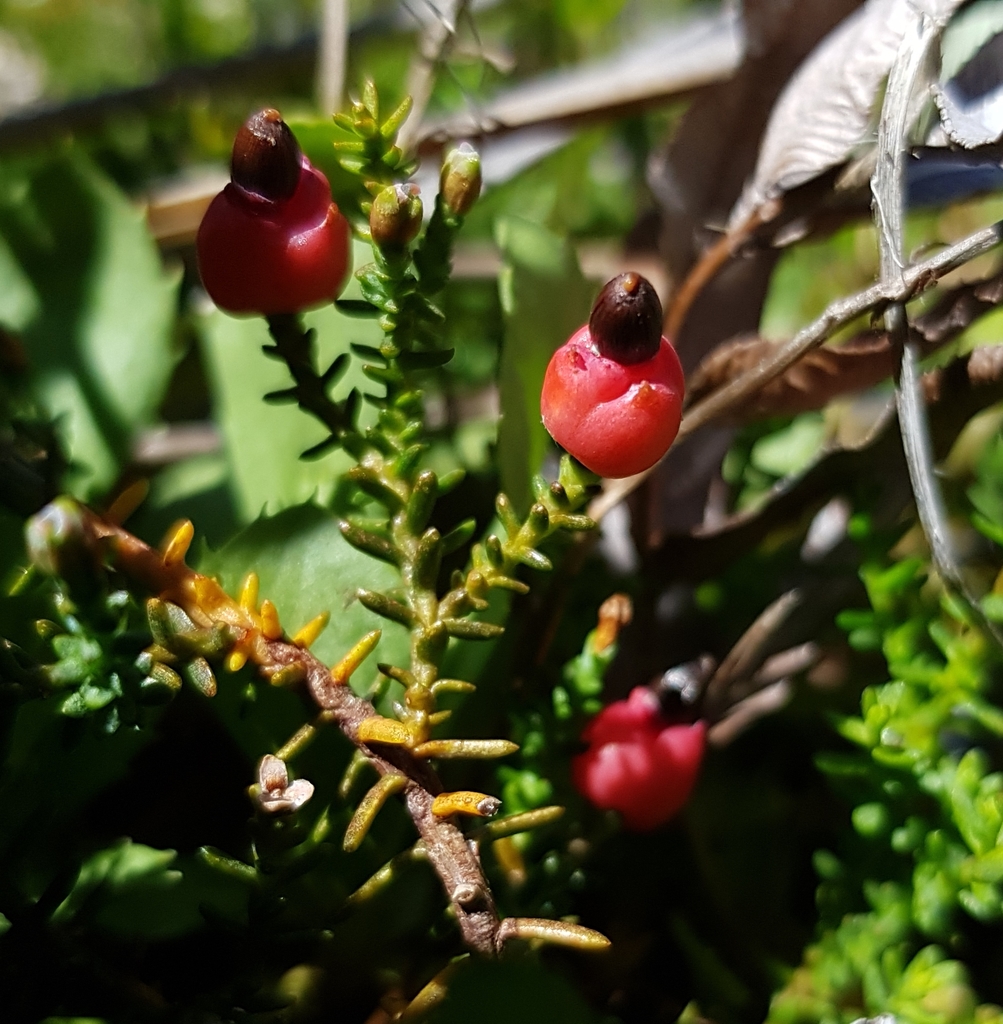 Podocarps Podocarpaceae Botanical Realm