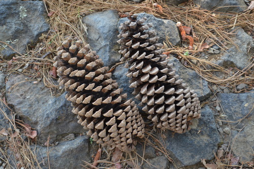 Michoacán pine (Pinus devoniana)
