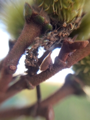 Enchenopa pachycornuta