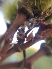 Enchenopa pachycornuta