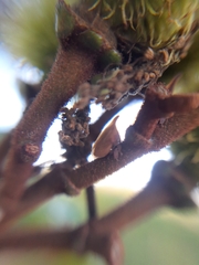 Enchenopa pachycornuta