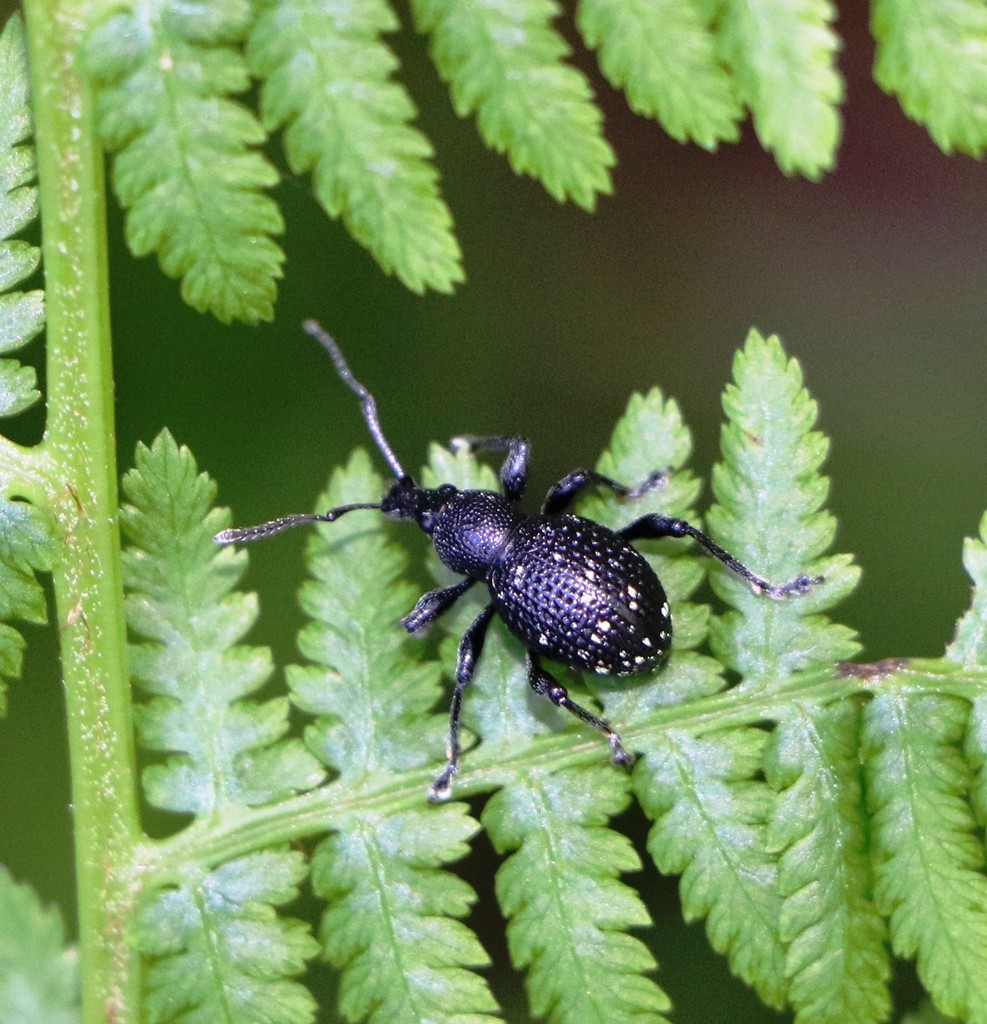 Otiorhynchus gemmatus