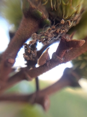 Enchenopa pachycornuta