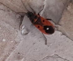 Melanocoryphus tristrami