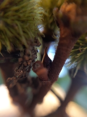 Enchenopa pachycornuta