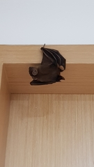 Cynopterus brachyotis