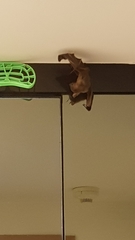 Cynopterus brachyotis