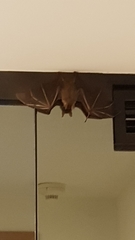 Cynopterus brachyotis