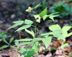 Vicia oroboides