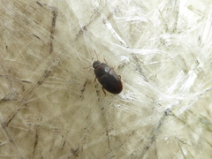 Archeocrypticus topali