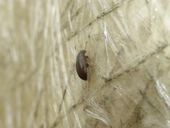 Archeocrypticus topali