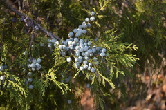 Juniperus poblana