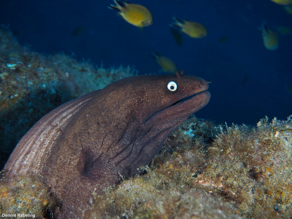 Black Moray