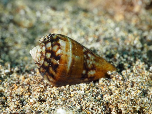 Conus guanche Lauer, 1993