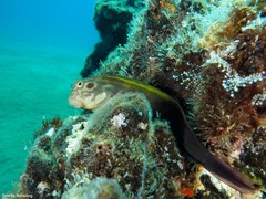 Ophioblennius atlanticus